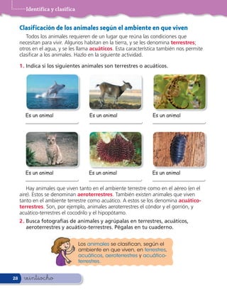 Identifica y clasifica


     Clasif icación de los animales según el ambiente en que viven
        Todos los animales requieren de un lugar que reúna las condiciones que
     necesitan para vivir. Algunos habitan en la tierra, y se les denomina terrestres;
     otros en el agua, y se les llama acuáticos. Esta característica también nos permite
     clasi car a los animales. Hazlo en la siguiente actividad.

     1 . Indica si los siguientes animales son terrestres o acuáticos.




       Es un animal                 Es un animal                 Es un animal
       ____________________.        ____________________.        ____________________.




       Es un animal                 Es un animal                 Es un animal
       ____________________.        ____________________.        ____________________.
        Hay animales que viven tanto en el ambiente terrestre como en el aéreo (en el
     aire). Estos se denominan aeroterrestres. También existen animales que viven
     tanto en el ambiente terrestre como acuático. A estos se los denomina acuático-
     terrestres. Son, por ejemplo, animales aeroterrestres el cóndor y el gorrión, y
     acuático-terrestres el cocodrilo y el hipopótamo.
     2 . Busca fotografías de animales y agrúpalas en terrestres, acuáticos,
         aeroterrestres y acuático-terrestres. Pégalas en tu cuaderno.


                                Los animales se clasifican, según el
                                ambiente en que viven, en terrestres,
                                acuáticos, aeroterrestres y acuático-
                                terrestres.


28     veintiocho
 