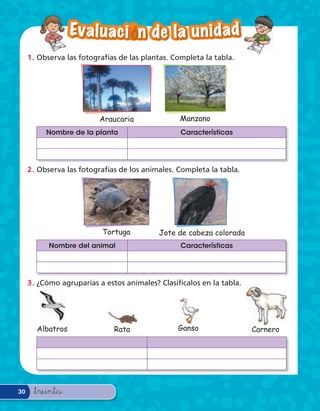 Ev a l u a c i — n d e l a u n i d a d
     1 . Observa las fotografías de las plantas. Completa la tabla.




                          Araucaria               Manzano
          Nombre de la planta                     Características




     2 . Observa las fotografías de los animales. Completa la tabla.




                           Tortuga          Jote de cabeza colorada
           Nombre del animal                      Características




     3 . ¿Cómo agruparías a estos animales? Clasifícalos en la tabla.




       Albatros               Rata                Ganso                 Carnero




30    &treinta
 