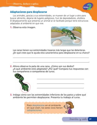 Observa, deduce y aplica
                                                                            Unidad


Adaptaciones para desplazarse
   Los animales, gracias a sus extremidades, se mueven de un lugar a otro para
buscar alimento, alejarse de lugares peligrosos, huir de depredadores, etcétera.
El desplazamiento que presenta un animal se ve facilitado porque tiene estructuras
adaptadas al ambiente en que vive.
1 . Observa esta imagen.




  Las ranas tienen sus extremidades traseras más largas que las delanteras.
  ¿En qué crees que le ayuda esta característica para desplazarse en su charco?
  ___________________________________________________________________

  ___________________________________________________________________.

2 . Ahora observa la pata de una rana. ¿Cómo son sus dedos?
    ¿A qué ambiente está adaptada? ¿Por qué? Compara tus respuestas con
    tus compañeros o compañeras de curso.

                            __________________________________________
                            __________________________________________
                            __________________________________________.


3. Indaga cómo son las extremidades inferiores de los patos y sobre qué
   ambiente les permiten desplazarse. Presenta tu trabajo al curso.


                 Para desplazarse en el ambiente
                 en que viven, los seres vivos tienen
                 adaptaciones.



                                                              &treinta y &siete      37
 