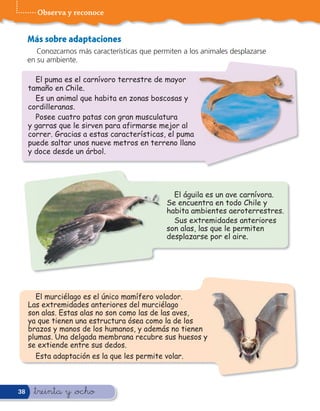 Observa y reconoce


     Más sobre adaptaciones
        Conozcamos más características que permiten a los animales desplazarse
     en su ambiente.

       El puma es el carnívoro terrestre de mayor
     tamaño en Chile.
       Es un animal que habita en zonas boscosas y
     cordilleranas.
       Posee cuatro patas con gran musculatura
     y garras que le sirven para afirmarse mejor al
     correr. Gracias a estas características, el puma
     puede saltar unos nueve metros en terreno llano
     y doce desde un árbol.




                                                 El águila es un ave carnívora.
                                               Se encuentra en todo Chile y
                                               habita ambientes aeroterrestres.
                                                 Sus extremidades anteriores
                                               son alas, las que le permiten
                                               desplazarse por el aire.




       El murciélago es el único mamífero volador.
     Las extremidades anteriores del murciélago
     son alas. Estas alas no son como las de las aves,
     ya que tienen una estructura ósea como la de los
     brazos y manos de los humanos, y además no tienen
     plumas. Una delgada membrana recubre sus huesos y
     se extiende entre sus dedos.
       Esta adaptación es la que les permite volar.



38    &treinta y &ocho
 