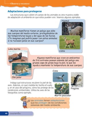 Observa y reconoce


     Adaptaciones para protegerse
        Las estructuras que cubren el cuerpo de los animales es otra muestra visible
     de adaptación al ambiente en que estos pueden vivir. Veamos algunos ejemplos.
                                                                 Huemul



        Muchos mamíferos tienen un pelaje que aísla
     sus cuerpos del medio externo, protegiéndolos de
     las temperaturas bajas y del agua de las lluvias.
     ¿Te imaginas qué podría pasar con estos animales
     si no tuviesen pelos en sus cuerpos?


     Lobo marino
                                                               Llama


                                    Algunos mamíferos que viven en ambientes
                                de frío extremo poseen además del pelaje una
                                gruesa capa de grasa bajo la piel, la que los
                                ayuda a mantener la temperatura de sus cuerpos.

                                                      Cisne

         Oso polar

         Indaga qué estructuras recubren la piel de las
     aves. Además, en qué medida les facilita el vuelo
     y, en el caso del pingüino, cómo los protege de las                  Pingüino
     condiciones ambientales. Utiliza las aves de las
     fotografías como ejemplo.
                                                           Martín pescador

                              Los animales tienen adaptaciones
                              que los protegen de las condiciones
                              adversas del medio ambiente.



40     &cuarenta
 
