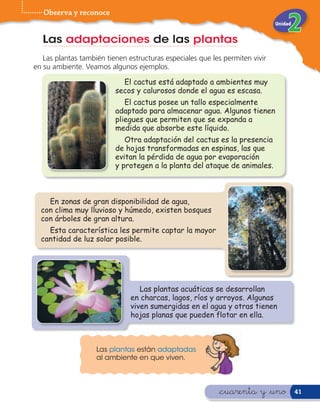 Observa y reconoce
                                                                              Unidad


  Las adaptaciones de las plantas
   Las plantas también tienen estructuras especiales que les permiten vivir
en su ambiente. Veamos algunos ejemplos.

                            El cactus está adaptado a ambientes muy
                          secos y calurosos donde el agua es escasa.
                             El cactus posee un tallo especialmente
                          adaptado para almacenar agua. Algunos tienen
                          pliegues que permiten que se expanda a
                          medida que absorbe este líquido.
                             Otra adaptación del cactus es la presencia
                          de hojas transformadas en espinas, las que
                          evitan la pérdida de agua por evaporación
                          y protegen a la planta del ataque de animales.



    En zonas de gran disponibilidad de agua,
  con clima muy lluvioso y húmedo, existen bosques
  con árboles de gran altura.
    Esta característica les permite captar la mayor
  cantidad de luz solar posible.




                                  Las plantas acuáticas se desarrollan
                               en charcas, lagos, ríos y arroyos. Algunas
                               viven sumergidas en el agua y otras tienen
                               hojas planas que pueden flotar en ella.



                    Las plantas están adaptadas
                    al ambiente en que viven.



                                                           &cuarenta y &uno            41
 