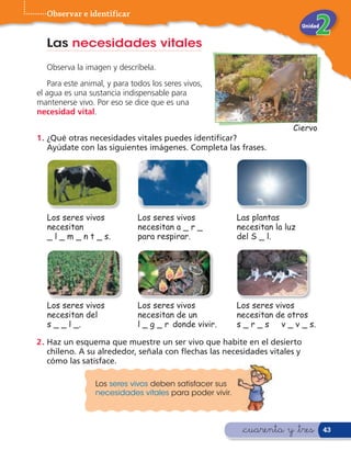 Observar e identificar
                                                                            Unidad


   Las necesidades vitales
   Observa la imagen y descríbela.
   Para este animal, y para todos los seres vivos,
el agua es una sustancia indispensable para
mantenerse vivo. Por eso se dice que es una
necesidad vital.
                                                                        Ciervo
1 . ¿Qué otras necesidades vitales puedes identi car?
    Ayúdate con las siguientes imágenes. Completa las frases.




   Los seres vivos            Los seres vivos            Las plantas
   necesitan                  necesitan a _ r _          necesitan la luz
   _ l _ m _ n t _ s.         para respirar.             del S _ l.




   Los seres vivos            Los seres vivos            Los seres vivos
   necesitan del              necesitan de un            necesitan de otros
   s _ _ l _.                 l _ g _ r donde vivir.     s _ r _ s v _ v _ s.

2 . Haz un esquema que muestre un ser vivo que habite en el desierto
    chileno. A su alrededor, señala con echas las necesidades vitales y
    cómo las satisface.

                 Los seres vivos deben satisfacer sus
                 necesidades vitales para poder vivir.



                                                          &cuarenta y &tres          43
 