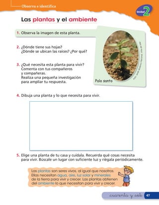 Observa e identifica
                                                                          Unidad


  Las plantas y el ambiente

1 . Observa la imagen de esta planta.




                                                                                                      ar.
                                                                                      onal, Viña del M
2 . ¿Dónde tiene sus hojas?
    ¿Dónde se ubican las raíces? ¿Por qué?




                                                                              ico Naci
3 . ¿Qué necesita esta planta para vivir?




                                                                              otán
    Comenta con tus compañeros




                                                                          ín B
    y compañeras.




                                                                           d
                                                                        Jar
    Realiza una pequeña investigación




                                                                        to:
                                                Palo santo




                                                                     Fo
    para ampliar tu respuesta.


4 . Dibuja una planta y lo que necesita para vivir.




5 . Elige una planta de tu casa y cuídala. Recuerda qué cosas necesita
    para vivir. Búscale un lugar con su ciente luz y riégala periódicamente.


         Las plantas son seres vivos, al igual que nosotros.
         Ellas necesitan agua, aire, luz solar y minerales
         de la tierra para vivir y crecer. Las plantas obtienen
         del ambiente lo que necesitan para vivir y crecer.


                                                         &cuarenta y &siete                                 47
 