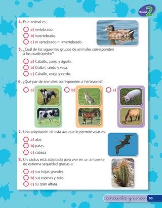 Unidad


4 . Este animal es:

   O a) vertebrado.
   O b) invertebrado.
   O c ) ni vertebrado ni invertebrado.
5 . ¿Cuál de los siguientes grupos de animales corresponden
    a los cuadrúpedos?

   O a) Caballo, zorro y águila.
   O b) Colibrí, cerdo y vaca.
   O c ) Caballo, oveja y cerdo.
6 . ¿Qué par de animales corresponden a herbívoros?

   O a)                     O b)                        O c)




7 . Una adaptación de esta ave que le permite volar es:

   O a) alas.
   O b) patas.
   O c ) cabeza.
8 . Un cactus está adaptado para vivir en un ambiente
    de extrema sequedad gracias a:

   O a) sus hojas grandes.
   O b) sus espinas y tallo.
   O c ) su gran altura.
                                                          &cincuenta y &cinco      55
 