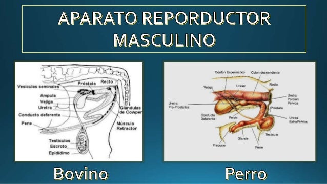 órgano Reproductivo Y Sistema Reproductivo De Los Animales