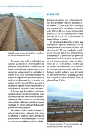 Manual práctico del cultivo del arándano en Asturias16
	 Se conoce como mulch o acolchado a las
cubiertas que se colocan sobre la superficie de
plantación. En esta especie, su función es la de
reducir el crecimiento de malezas,regular la tem-
peratura del suelo y mantener la humedad en el
entorno de las raíces mejorando la eficacia del
sistema de riego. El mulch puede ser orgánico o
sintético, el más empleado es el sintético, que
destaca por tener una vida útil muy superior a la
del orgánico y por ser mucho más eficiente a la
hora de evitar el crecimiento de las herbáceas.
	 Enlamayorpartedelasplantacionesdearán-
danosdeAsturiasnosencontramosconlaslíneas
deplantaciónsituadassobrecaballonesdeaproxi-
madamente 1,00 m de anchura y cubiertos por
mulchsintético,estátécnicahadadomuybuenos
resultados,con plantas fuertes,productivas y con
grandes crecimientos juveniles.
	 Paralaejecucióndeloscaballones,instalación
del acolchado sintético y colocación de las líneas
de goteros (si se utiliza este sistema de riego),se
puedeemplearunaperoexistenteparatalfinque
concentra las tres acciones en un único trabajo.
PLANTACIÓN
Para la producción de fruto en fresco la densi-
dad de la plantación empleada debe estar en-
tre 3.000-4.000 plantas/ha. Esto se consigue
con una separación entre plantas que oscile
entre 0,80 y 1,00 m en función de la variedad
empleada, y un espaciamiento entre líneas
que vaya de 2,50 a 3,50 m dependiendo de
la extensión de la parcela.
	 En parcelas grandes será necesario que
la maquinaria agrícola pueda circular por las
calles por lo que la distancia entre líneas será
al menos de 3,00 m y se deberán acondi-
cionar zonas de giro al final de las mismas,
el descenso en la producción que provocará
la disminución de la densidad de plantación
se verá compensado con creces por el au-
mento en los rendimientos de los trabajos
de cosecha y mantenimiento. Por el contrario,
en parcelas pequeñas donde todos los tra-
bajos se puedan realizar a mano se tratará
de aprovechar al máximo el espacio, para lo
que se dejará una separación entre líneas de
plantación de 2,50 m.
Proceso de plantación de los arbustos sobre los
caballones totalmente terminados.
©Caxigal
Caballón cubierto por mulch sintético y con línea
de goteros autocompensados.
©Caxigal
 
