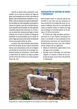 La creación de una explotación de arándanos 17
INSTALACIÓN DE SISTEMA DE RIEGO
Y FERTIRRIEGO
Estas plantas tienen un sistema radical muy
sensible lo que hace que sea necesario un
buen control de la humedad del suelo, sin ex-
cesos ni defectos. Para ello, en casi todos los
casos, se deberá instalar un sistema de riego
que mantenga la humedad óptima en los pri-
meros 15-20 cm de terreno.
	 El sistema de riego por goteo autocom-
pensado es el que mejores resultados ha
dado, y es también el más empleado en las
plantaciones asturianas, las características
fundamentales que hacen que este método
sea tan exitoso son las siguientes:
•	 Mejora el rendimiento; optimizando el uso
del agua y de la energía.
•	 Permite incluir fertirriego; los nutrientes
llegarán a la planta a través de los con-
ductos de agua, lo que hace más eficiente
la fertilización.
	 Cuando se planta sobre caballones, acol-
chados y en su caso con sistema de riego por
goteo,será necesario que el mulch y las líneas de
goteros estén perfectamente instalados en el ca-
ballón antes de efectuar los hoyos de plantación.
Una vez éstos han sido realizados se procederá a
colocar las plantas, para ello se deberá desme-
nuzar parcialmente el cepellón de cada ejemplar,
situándolo ligeramente enterrado en el hoyo y
con las raíces bien abiertas para lograr un buen
contacto con el suelo. Al finalizar el trabajo de
plantación es recomendable que se realice un
primer riego para evitar la formación de bolsones
de aire que puedan dañar las raíces.
	 La época más recomendable para plantar
es el final del otoño,de ese modo la raíz tendrá
tiempo para desarrollarse antes de la llegada
del periodo de crecimiento. Sin embargo, em-
pleando plantas en embase de 1 año de edad
y disponiendo de sistema de riego se puede
plantar al final del invierno o en casi cualquier
época del año.
Electroválvula y sistema de purgado de aire situados al inicio de un sector de riego.
©Asturianberries
 