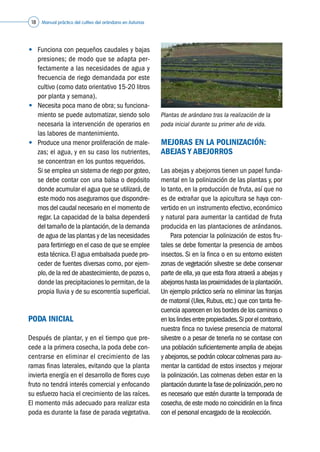 Manual práctico del cultivo del arándano en Asturias18
•	 Funciona con pequeños caudales y bajas
presiones; de modo que se adapta per-
fectamente a las necesidades de agua y
frecuencia de riego demandada por este
cultivo (como dato orientativo 15-20 litros
por planta y semana).
•	 Necesita poca mano de obra; su funciona-
miento se puede automatizar, siendo solo
necesaria la intervención de operarios en
las labores de mantenimiento.
•	 Produce una menor proliferación de male-
zas; el agua, y en su caso los nutrientes,
se concentran en los puntos requeridos.
	 Si se emplea un sistema de riego por goteo,
se debe contar con una balsa o depósito
donde acumular el agua que se utilizará,de
este modo nos aseguramos que dispondre-
mos del caudal necesario en el momento de
regar. La capacidad de la balsa dependerá
del tamaño de la plantación,de la demanda
de agua de las plantas y de las necesidades
para fertirriego en el caso de que se emplee
esta técnica.El agua embalsada puede pro-
ceder de fuentes diversas como, por ejem-
plo,de la red de abastecimiento,de pozos o,
donde las precipitaciones lo permitan,de la
propia lluvia y de su escorrentía superficial.
PODA INICIAL
Después de plantar, y en el tiempo que pre-
cede a la primera cosecha, la poda debe con-
centrarse en eliminar el crecimiento de las
ramas finas laterales, evitando que la planta
invierta energía en el desarrollo de flores cuyo
fruto no tendrá interés comercial y enfocando
su esfuerzo hacia el crecimiento de las raíces.
El momento más adecuado para realizar esta
poda es durante la fase de parada vegetativa.
MEJORAS EN LA POLINIZACIÓN:
ABEJAS Y ABEJORROS
Las abejas y abejorros tienen un papel funda-
mental en la polinización de las plantas y, por
lo tanto, en la producción de fruta, así que no
es de extrañar que la apicultura se haya con-
vertido en un instrumento efectivo, económico
y natural para aumentar la cantidad de fruta
producida en las plantaciones de arándanos.
	 Para potenciar la polinización de estos fru-
tales se debe fomentar la presencia de ambos
insectos. Si en la finca o en su entorno existen
zonas de vegetación silvestre se debe conservar
parte de ella,ya que esta flora atraerá a abejas y
abejorroshastalasproximidadesdelaplantación.
Un ejemplo práctico sería no eliminar las franjas
de matorral (Ulex, Rubus, etc.) que con tanta fre-
cuencia aparecen en los bordes de los caminos o
enloslindesentrepropiedades.Siporelcontrario,
nuestra finca no tuviese presencia de matorral
silvestre o a pesar de tenerla no se contase con
una población suficientemente amplia de abejas
y abejorros,se podrán colocar colmenas para au-
mentar la cantidad de estos insectos y mejorar
la polinización. Las colmenas deben estar en la
plantacióndurantelafasedepolinización,perono
es necesario que estén durante la temporada de
cosecha,de este modo no coincidirán en la finca
con el personal encargado de la recolección.
Plantas de arándano tras la realización de la
poda inicial durante su primer año de vida.
©Caxigal
 