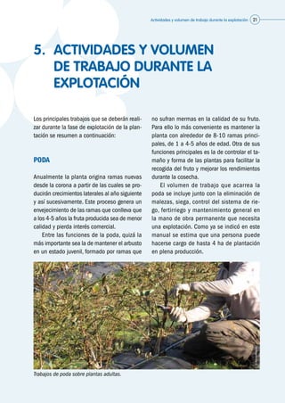 Actividades y volumen de trabajo durante la explotación 21
5.	 ACTIVIDADES Y VOLUMEN
DE TRABAJO DURANTE LA
EXPLOTACIÓN
Los principales trabajos que se deberán reali-
zar durante la fase de explotación de la plan-
tación se resumen a continuación:
PODA
Anualmente la planta origina ramas nuevas
desde la corona a partir de las cuales se pro-
ducirán crecimientos laterales al año siguiente
y así sucesivamente. Este proceso genera un
envejecimiento de las ramas que conlleva que
a los 4-5 años la fruta producida sea de menor
calidad y pierda interés comercial.
	 Entre las funciones de la poda, quizá la
más importante sea la de mantener el arbusto
en un estado juvenil, formado por ramas que
no sufran mermas en la calidad de su fruto.
Para ello lo más conveniente es mantener la
planta con alrededor de 8-10 ramas princi-
pales, de 1 a 4-5 años de edad. Otra de sus
funciones principales es la de controlar el ta-
maño y forma de las plantas para facilitar la
recogida del fruto y mejorar los rendimientos
durante la cosecha.
	 El volumen de trabajo que acarrea la
poda se incluye junto con la eliminación de
malezas, siega, control del sistema de rie-
go, fertirriego y mantenimiento general en
la mano de obra permanente que necesita
una explotación. Como ya se indicó en este
manual se estima que una persona puede
hacerse cargo de hasta 4 ha de plantación
en plena producción.
Trabajos de poda sobre plantas adultas.
©Asturianberries
 