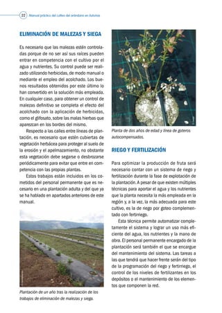 Manual práctico del cultivo del arándano en Asturias22
ELIMINACIÓN DE MALEZAS Y SIEGA
Es necesario que las malezas estén controla-
das porque de no ser así sus raíces pueden
entrar en competencia con el cultivo por el
agua y nutrientes. Su control puede ser reali-
zado utilizando herbicidas, de modo manual o
mediante el empleo del acolchado. Los bue-
nos resultados obtenidos por este último lo
han convertido en la solución más empleada.
En cualquier caso, para obtener un control de
malezas definitivo se completa el efecto del
acolchado con la aplicación de herbicidas,
como el glifosato,sobre las malas hierbas que
aparezcan en los bordes del mismo.
	 Respecto a las calles entre líneas de plan-
tación, es necesario que estén cubiertas de
vegetación herbácea para proteger al suelo de
la erosión y el apelmazamiento, no obstante
esta vegetación debe segarse o desbrozarse
periódicamente para evitar que entre en com-
petencia con las propias plantas.
	 Estos trabajos están incluidos en los co-
metidos del personal permanente que es ne-
cesario en una plantación adulta y del que ya
se ha hablado en apartados anteriores de este
manual.
RIEGO Y FERTILIZACIÓN
Para optimizar la producción de fruta será
necesario contar con un sistema de riego y
fertilización durante la fase de explotación de
la plantación.A pesar de que existen múltiples
técnicas para aportar el agua y los nutrientes
que la planta necesita la más empleada en la
región y, a la vez, la más adecuada para este
cultivo, es la de riego por goteo complemen-
tado con fertirriego.
	 Esta técnica permite automatizar comple-
tamente el sistema y lograr un uso más efi-
ciente del agua, los nutrientes y la mano de
obra. El personal permanente encargado de la
plantación será también el que se encargue
del mantenimiento del sistema. Las tareas a
las que tendrá que hacer frente serán del tipo
de la programación del riego y fertirriego, el
control de los niveles de fertilizantes en los
depósitos o el mantenimiento de los elemen-
tos que componen la red.
Plantación de un año tras la realización de los
trabajos de eliminación de malezas y siega.
Planta de dos años de edad y línea de goteros
autocompensados.
©Asturianberries
©Caxigal
 