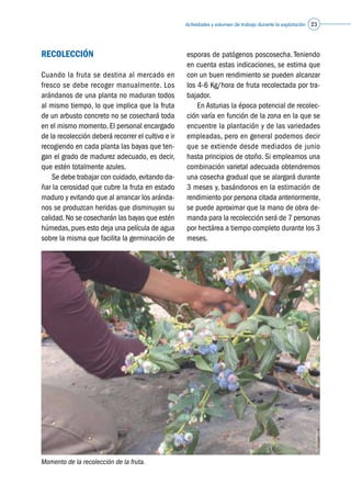 Actividades y volumen de trabajo durante la explotación 23
RECOLECCIÓN
Cuando la fruta se destina al mercado en
fresco se debe recoger manualmente. Los
arándanos de una planta no maduran todos
al mismo tiempo, lo que implica que la fruta
de un arbusto concreto no se cosechará toda
en el mismo momento. El personal encargado
de la recolección deberá recorrer el cultivo e ir
recogiendo en cada planta las bayas que ten-
gan el grado de madurez adecuado, es decir,
que estén totalmente azules.
	 Se debe trabajar con cuidado,evitando da-
ñar la cerosidad que cubre la fruta en estado
maduro y evitando que al arrancar los aránda-
nos se produzcan heridas que disminuyan su
calidad.No se cosecharán las bayas que estén
húmedas,pues esto deja una película de agua
sobre la misma que facilita la germinación de
Momento de la recolección de la fruta.
esporas de patógenos poscosecha. Teniendo
en cuenta estas indicaciones, se estima que
con un buen rendimiento se pueden alcanzar
los 4-6 Kg/hora de fruta recolectada por tra-
bajador.
	 En Asturias la época potencial de recolec-
ción varía en función de la zona en la que se
encuentre la plantación y de las variedades
empleadas, pero en general podemos decir
que se extiende desde mediados de junio
hasta principios de otoño. Si empleamos una
combinación varietal adecuada obtendremos
una cosecha gradual que se alargará durante
3 meses y, basándonos en la estimación de
rendimiento por persona citada anteriormente,
se puede aproximar que la mano de obra de-
manda para la recolección será de 7 personas
por hectárea a tiempo completo durante los 3
meses.
©Asturianberries
 