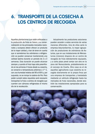 Transporte de la cosecha a los centros de recogida 25
6.	 TRANSPORTE DE LA COSECHA A
LOS CENTROS DE RECOGIDA
Aquellas plantaciones que estén enfocadas a
la producción de fruta en fresco y su comer-
cialización en los principales mercados nacio-
nales y europeos deben ofrecer un producto
de la mayor calidad, y han de tener en cuenta
que si sometemos los arándanos a refrigera-
ción se pueden conservar manteniendo una
calidad óptima durante un periodo de 2 a 3
semanas. Esta duración se puede alcanzar
siempre y cuando el fruto haya sido preenfria-
do en las primeras 4 horas desde su cosecha,
se conserve a temperaturas próximas a 1º C,
con una humedad relativa del 90 al 95% y,por
supuesto, no se rompa la cadena de frío. Para
poder cumplir estos requisitos será necesario
transportar la fruta a centros de recogida que
cuenten con cámaras refrigeradas el mismo
día de la recolección.
	 Actualmente los productores asturianos
pueden acceder a estos servicios de varias
maneras diferentes. Una de ellas sería la
empresa Asturianberries, la mayor agrupa-
ción de productores de arándanos de As-
turias, que en sus instalaciones de Mercas-
turias (Llanera) dispone de un centro de
recogida de fruta debidamente equipado,
y a corto plazo prevé contar con otro en la
zona del Noroccidente, probablemente en
el concejo de Coaña. Otro caso es el de
aquellos agricultores cuya cosecha es re-
cogida diariamente en la propia finca por
una empresa de transportes y trasladada
mediante un vehículo refrigerado hasta los
mercados de fruta nacionales, donde exis-
tirán las instalaciones apropiadas para su
conservación.
©Asturianberries
 