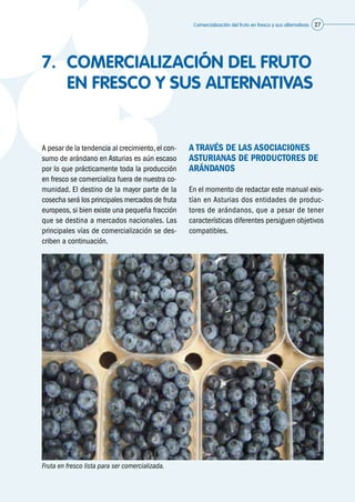 Comercialización del fruto en fresco y sus alternativas 27
7.	 COMERCIALIZACIÓN DEL FRUTO
EN FRESCO Y SUS ALTERNATIVAS
A pesar de la tendencia al crecimiento, el con-
sumo de arándano en Asturias es aún escaso
por lo que prácticamente toda la producción
en fresco se comercializa fuera de nuestra co-
munidad. El destino de la mayor parte de la
cosecha será los principales mercados de fruta
europeos, si bien existe una pequeña fracción
que se destina a mercados nacionales. Las
principales vías de comercialización se des-
criben a continuación.
A TRAVÉS DE LAS ASOCIACIONES
ASTURIANAS DE PRODUCTORES DE
ARÁNDANOS
En el momento de redactar este manual exis-
tían en Asturias dos entidades de produc-
tores de arándanos, que a pesar de tener
características diferentes persiguen objetivos
compatibles.
Fruta en fresco lista para ser comercializada.
©Asturianberries
 