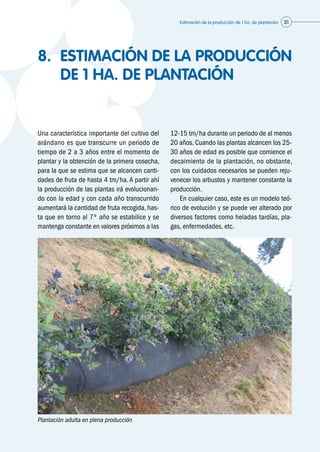 Estimación de la producción de 1 ha. de plantación 31
8.	 ESTIMACIÓN DE LA PRODUCCIÓN
DE 1 HA. DE PLANTACIÓN
Una característica importante del cultivo del
arándano es que transcurre un periodo de
tiempo de 2 a 3 años entre el momento de
plantar y la obtención de la primera cosecha,
para la que se estima que se alcancen canti-
dades de fruta de hasta 4 tm/ha. A partir ahí
la producción de las plantas irá evolucionan-
do con la edad y con cada año transcurrido
aumentará la cantidad de fruta recogida, has-
ta que en torno al 7º año se estabilice y se
mantenga constante en valores próximos a las
Plantación adulta en plena producción
12-15 tm/ha durante un periodo de al menos
20 años. Cuando las plantas alcancen los 25-
30 años de edad es posible que comience el
decaimiento de la plantación, no obstante,
con los cuidados necesarios se pueden reju-
venecer los arbustos y mantener constante la
producción.
	 En cualquier caso, este es un modelo teó-
rico de evolución y se puede ver alterado por
diversos factores como heladas tardías, pla-
gas, enfermedades, etc.
©Asturianberries
 