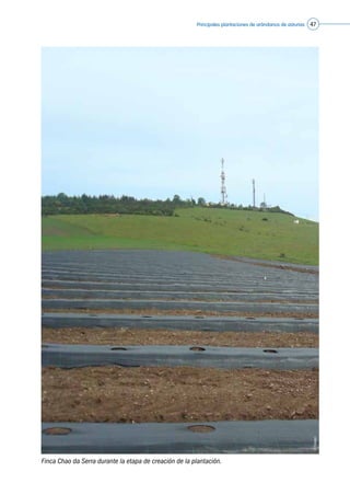 Principales plantaciones de arándanos de asturias 47
Finca Chao da Serra durante la etapa de creación de la plantación.
©Caxigal
 