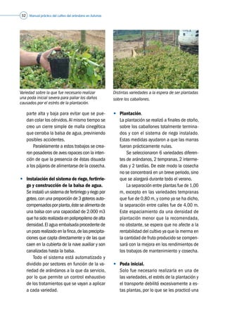 Manual práctico del cultivo del arándano en Asturias52
parte alta y baja para evitar que se pue-
dan colar los cérvidos.Al mismo tiempo se
creo un cierre simple de malla cinegética
que cerraba la balsa de agua, previniendo
posibles accidentes.
	 	 Paralelamente a estos trabajos se crea-
ron posaderos de aves rapaces con la inten-
ción de que la presencia de éstas disuada
a los pájaros de alimentarse de la cosecha.
•	 Instalación del sistema de riego,fertirrie-
go y construcción de la balsa de agua.
	 Se instaló un sistema de fertirriego y riego por
goteo,con una proporción de 3 goteros auto-
compensados por planta,éste se alimenta de
una balsa con una capacidad de 2.000 m3
que ha sido realizada en polipropileno de alta
densidad.El agua embalsada procedente de
un pozo realizado en la finca,de las precipita-
ciones que capta directamente y de las que
caen en la cubierta de la nave auxiliar y son
canalizadas hasta la balsa.
	 	 Todo el sistema está automatizado y
dividido por sectores en función de la va-
riedad de arándanos a la que da servicio,
por lo que permite un control exhaustivo
de los tratamientos que se vayan a aplicar
a cada variedad.
•	 Plantación.
	 La plantación se realizó a finales de otoño,
sobre los caballones totalmente termina-
dos y con el sistema de riego instalado.
Estas medidas ayudaron a que las marras
fueran prácticamente nulas.
	 	 Se seleccionaron 6 variedades diferen-
tes de arándanos, 2 tempranas, 2 interme-
dias y 2 tardías. De este modo la cosecha
no se concentrará en un breve periodo,sino
que se alargará durante todo el verano.
	 	 La separación entre plantas fue de 1,00
m, excepto en las variedades tempranas
que fue de 0,80 m, y como ya se ha dicho,
la separación entre calles fue de 4,00 m.
Este espaciamiento da una densidad de
plantación menor que la recomendada,
no obstante, se espera que no afecte a la
rentabilidad del cultivo ya que la merma en
la cantidad de fruto producido se compen-
sará con la mejora en los rendimientos de
los trabajos de mantenimiento y cosecha.
•	 Poda inicial.
	 Solo fue necesario realizarla en una de
las variedades, el estrés de la plantación y
el transporte debilitó excesivamente a es-
tas plantas, por lo que se les practicó una
Distintas variedades a la espera de ser plantadas
sobre los caballones.
©Ucofa
Variedad sobre la que fue necesario realizar
una poda inicial severa para paliar los daños
causados por el estrés de la plantación. ©Caxigal
 