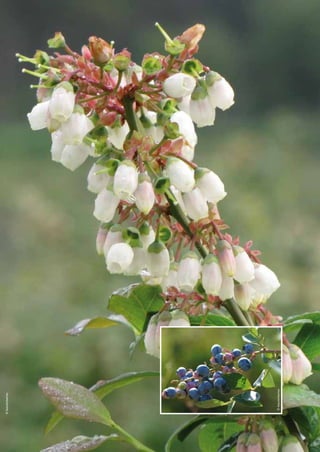 ©Asturianberries
©Asturianberries
 