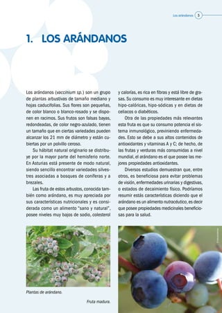 Los arándanos 5
1.	 LOS ARÁNDANOS
Los arándanos (vaccinium sp.) son un grupo
de plantas arbustivas de tamaño mediano y
hojas caducifolias. Sus flores son pequeñas,
de color blanco o blanco-rosado y se dispo-
nen en racimos. Sus frutos son falsas bayas,
redondeadas, de color negro-azulado, tienen
un tamaño que en ciertas variedades pueden
alcanzar los 21 mm de diámetro y están cu-
biertas por un polvillo ceroso.
	 Su hábitat natural originario se distribu-
ye por la mayor parte del hemisferio norte.
En Asturias está presente de modo natural,
siendo sencillo encontrar variedades silves-
tres asociadas a bosques de coníferas y a
brezales.
	 Las fruta de estos arbustos, conocida tam-
bién como arándano, es muy apreciada por
sus características nutricionales y es consi-
derada como un alimento “sano y natural”,
posee niveles muy bajos de sodio, colesterol
©Asturianberries
©Asturianberries
Plantas de arándano.
Fruta madura.
y calorías, es rica en fibras y está libre de gra-
sas. Su consumo es muy interesante en dietas
hipo-calóricas, hipo-sódicas y en dietas de
celiacos o diabéticos.
	 Otra de las propiedades más relevantes
esta fruta es que su consumo potencia el sis-
tema inmunológico, previniendo enfermeda-
des. Esto se debe a sus altos contenidos de
antioxidantes y vitaminas A y C; de hecho, de
las frutas y verduras más consumidas a nivel
mundial, el arándano es el que posee las me-
jores propiedades antioxidantes.
	 Diversos estudios demuestran que, entre
otros, es beneficiosa para evitar problemas
de visión, enfermedades urinarias y digestivas,
o estados de decaimiento físico. Podríamos
resumir estás características diciendo que el
arándano es un alimento nutracéutico,es decir
que posee propiedades medicinales beneficio-
sas para la salud.
 