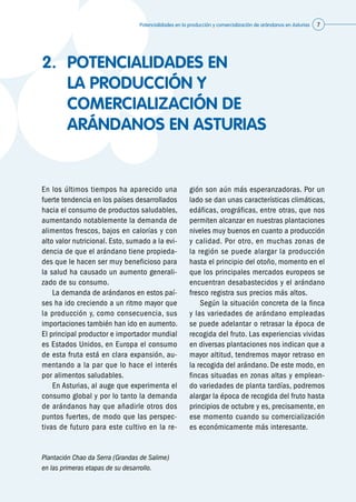 Potencialidades en la producción y comercialización de arándanos en Asturias 7
2.	 POTENCIALIDADES EN
LA PRODUCCIÓN Y
COMERCIALIZACIÓN DE
ARÁNDANOS EN ASTURIAS
En los últimos tiempos ha aparecido una
fuerte tendencia en los países desarrollados
hacia el consumo de productos saludables,
aumentando notablemente la demanda de
alimentos frescos, bajos en calorías y con
alto valor nutricional. Esto, sumado a la evi-
dencia de que el arándano tiene propieda-
des que le hacen ser muy beneficioso para
la salud ha causado un aumento generali-
zado de su consumo.
	 La demanda de arándanos en estos paí-
ses ha ido creciendo a un ritmo mayor que
la producción y, como consecuencia, sus
importaciones también han ido en aumento.
El principal productor e importador mundial
es Estados Unidos, en Europa el consumo
de esta fruta está en clara expansión, au-
mentando a la par que lo hace el interés
por alimentos saludables.
	 En Asturias, al auge que experimenta el
consumo global y por lo tanto la demanda
de arándanos hay que añadirle otros dos
puntos fuertes, de modo que las perspec-
tivas de futuro para este cultivo en la re-
gión son aún más esperanzadoras. Por un
lado se dan unas características climáticas,
edáficas, orográficas, entre otras, que nos
permiten alcanzar en nuestras plantaciones
niveles muy buenos en cuanto a producción
y calidad. Por otro, en muchas zonas de
la región se puede alargar la producción
hasta el principio del otoño, momento en el
que los principales mercados europeos se
encuentran desabastecidos y el arándano
fresco registra sus precios más altos.
	 Según la situación concreta de la finca
y las variedades de arándano empleadas
se puede adelantar o retrasar la época de
recogida del fruto. Las experiencias vividas
en diversas plantaciones nos indican que a
mayor altitud, tendremos mayor retraso en
la recogida del arándano. De este modo, en
fincas situadas en zonas altas y emplean-
do variedades de planta tardías, podremos
alargar la época de recogida del fruto hasta
principios de octubre y es, precisamente, en
ese momento cuando su comercialización
es económicamente más interesante.
Plantación Chao da Serra (Grandas de Salime)
en las primeras etapas de su desarrollo.
 