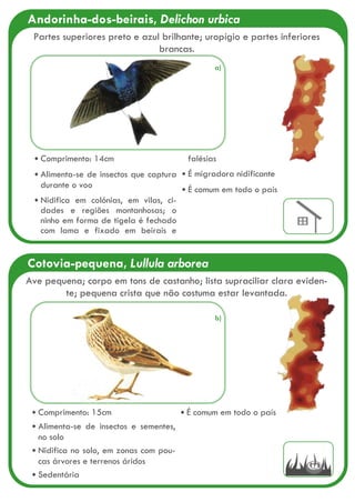 Cotovia-pequena, Lullula arborea
Comprimento: 15cm
Alimenta-se de insectos e sementes,
no solo
Nidifica no solo, em zonas com pou-
cas árvores e terrenos áridos
Sedentária
É comum em todo o país
Ave pequena; corpo em tons de castanho; lista supraciliar clara eviden-
te; pequena crista que não costuma estar levantada.
Andorinha-dos-beirais, Delichon urbica
Comprimento: 14cm
Alimenta-se de insectos que captura
durante o voo
Nidifica em colónias, em vilas, ci-
dades e regiões montanhosas; o
ninho em forma de tigela é fechado
com lama e fixado em beirais e
falésias
É migradora nidificante
É comum em todo o país
Partes superiores preto e azul brilhante; uropígio e partes inferiores
brancas.
a)
b)
 