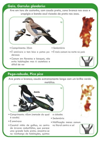 Gaio, Garrulus glandarius
Comprimento: 35cm
É omnívora e tem bico e patas po-
derosas
Comum em florestas e bosques, não
evita habitações mas é cautelosa e
difícil de ver
Sedentária
É mais comum no norte no país
Ave em tons de castanho, com cauda preta, zona branca nas asas e
uropígio e banda azul riscada de preto nas asas.
Pega-rabuda, Pica pica
Comprimento: 45cm (metade do qual
é cauda)
É omnívora
Constrói ninho de galhos, no centro
de árvores caducifólias, que parece
uma grande bola preta; encontra-se
na vizinhança de habitações, quintas
e cidades
Sedentária
Nidificação menos comum
no litoral centro e sul
Juv.
Adulto
Ave preta e branca; cauda extremamente longa com um brilho verde
metálico.
b)
b)
 