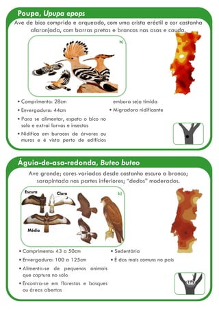 Águia-de-asa-redonda, Buteo buteo
Escura Clara
Média
Ave grande; cores variadas desde castanho escuro a branco;
sarapintada nas partes inferiores; “dedos” moderados.
Comprimento: 43 a 50cm
Envergadura: 100 a 125cm
Alimenta-se de pequenos animais
que captura no solo
Encontra-se em florestas e bosques
ou áreas abertas
Sedentária
É das mais comuns no país
Poupa, Upupa epops
Comprimento: 28cm
Envergadura: 44cm
Para se alimentar, espeta o bico no
solo e extrai larvas e insectos
Nidifica em buracos de árvores ou
muros e é vista perto de edifícios
embora seja tímida
Migradora nidificante
b)
b)
Ave de bico comprido e arqueado, com uma crista eréctil e cor castanha
alaranjada, com barras pretas e brancas nas asas e cauda.
 
