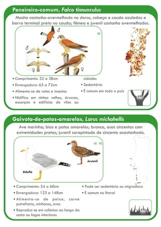 Peneireiro-comum, Falco tinnunculus
Comprimento: 32 a 38cm
Envergadura: 63 a 72cm
Alimenta-se de ratos e insectos
Nidifica em ninhos velhos, árvores,
escarpas e edifícios de vilas ou
cidades
Sedentária
É comum em todo o país
♀
♂
♀
♂
Macho castanho-avermelhado no dorso, cabeça e cauda azuladas e
barra terminal preta na cauda; fêmea e juvenil castanho avermelhados.
Gaivota-de-patas-amarelas, Larus michahellis
Adulto
Juvenil
Ave marinha; bico e patas amarelas; branca, asas cinzentas com
extremidades pretas; juvenil sarapintado de cinzento acastanhado.
Comprimento: 54 a 60cm
Envergadura: 123 a 148cm
Alimenta-se de peixe, carne
putrefacta, minhocas, ovos
Reproduz-se em colónias ao longo da
costa ou lagos interiores
Pode ser sedentária ou migradora
É comum no litoral
b)
a) b)
 