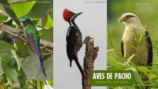 Aglaiocercus kingii / Long-tailed Sylph Drycopus lineatus / Lineated Woodpecker
Milvago chimachima / Yellow-headed Caracara
 