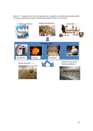 32 
Figura 17. Esquema de las fases de reproducción, incubación en reproductores pesados (pollos de carne) y reproductores ligeros/semipesados (gallinas de huevo de consumo) 
CARNE de POLLO 
Granja reproductores 
Granja de cría-recría futuras ponedoras ♀ 
Granja de pollos ♀♂ 
INCUBACIÓN 
Incubadora 
Nacedora 
Miraje 
SEMIPESADAS 
LIGERAS 
HUEVOS 
PESADAS  