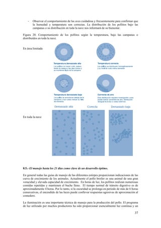 37 
- Observar el comportamiento de las aves cuidadosa y frecuentemente para confirmar que la humedad y temperatura son correctas. La distribución de los pollitos bajo las campanas o su distribución en toda la nave nos informará de su bienestar. 
Figura 20. Comportamiento de los pollitos según la temperatura, bajo las campanas o distribuidos en toda la nave. 
En área limitada 
En toda la nave 
8.5.- El manejo hasta los 21 días como clave de un desarrollo óptimo. 
En general todas las guías de manejo de las diferentes estirpes proporcionan indicaciones de las curva de crecimiento de los animales. Actualmente el pollo broiler es una animal de una gran voracidad y elevada capacidad de crecimiento. En horas de luz, los pollitos realizan numerosas comidas repetidas y mantienen el buche lleno. El tiempo normal de tránsito digestivo es de aproximadamente 4 horas. Por lo tanto, si la oscuridad se prolonga en periodo de más de 6 horas consecutivas, el encendido de las luces puede conllevar respuestas agresivas de aproximación al comedero. 
La iluminación es una importante técnica de manejo para la producción del pollo. El programa de luz utilizado por muchos productores ha sido proporcionar esencialmente luz continua y un 
Fuente: Ross, Manual de manejo 2010  