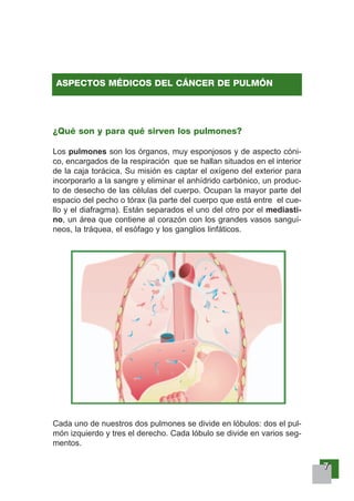 7777
¿Qué son y para qué sirven los pulmones?
Los pulmones son los órganos, muy esponjosos y de aspecto cóni-
co, encargados de la respiración que se hallan situados en el interior
de la caja torácica. Su misión es captar el oxígeno del exterior para
incorporarlo a la sangre y eliminar el anhídrido carbónico, un produc-
to de desecho de las células del cuerpo. Ocupan la mayor parte del
espacio del pecho o tórax (la parte del cuerpo que está entre el cue-
llo y el diafragma). Están separados el uno del otro por el mediasti-
no, un área que contiene al corazón con los grandes vasos sanguí-
neos, la tráquea, el esófago y los ganglios linfáticos.
Cada uno de nuestros dos pulmones se divide en lóbulos: dos el pul-
món izquierdo y tres el derecho. Cada lóbulo se divide en varios seg-
mentos.
ASPECTOS MÉDICOS DEL CÁNCER DE PULMÓN
 