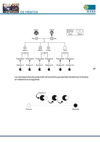 www.cnsc.gov.co
27
La ruta bioquímica de producción de la enzima que permite transformar la tirosina
en melanina es la siguiente:
 