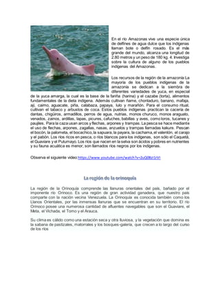 En el río Amazonas vive una especie única
de delfines de agua dulce que los indígenas
llaman bote o delfín rosado. Es el más
grande del mundo, alcanza una longitud de
2.80 metros y un peso de 180 kg. 4. Investiga
sobre la cultura de alguno de los pueblos
indígenas del Amazonas.
Los recursos de la región de la amazonía La
mayoría de los pueblos indígenas de la
amazonía se dedican a la siembra de
diferentes variedades de yuca, en especial
de la yuca amarga, la cual es la base de la fariña (harina) y el cazabe (torta), alimentos
fundamentales de la dieta indígena. Además cultivan ñame, chontaduro, banano, mafaja,
ají, caimo, aguacate, piña, calabaza, papaya, lulo y marañón. Para el consumo ritual,
cultivan el tabaco y arbustos de coca. Estos pueblos indígenas practican la cacería de
dantas, chigüiros, armadillos, perros de agua, nutrias, monos churuco, monos araguato,
venados, zainos, ardillas, lapas, picures, cafuches, babillas y aves, como loros, tucanes y
paujiles. Para la caza usan arcos y flechas, arpones y trampas. La pesca se hace mediante
el uso de flechas, arpones, zagallas, nasas, anzuelos y trampas llamadas kakure. Pescan
el bocón, la palometa, el bocachico,la sapuara, la payara, la cachama,el valentón, el carajo
y el pabón. Los ríos ricos en pesca, o ríos blancos para los indígenas, son sólo el Caquetá,
el Guaviare y el Putumayo. Los ríos que nacen en la selva son ácidos y pobres en nutrientes
y su fauna acuática es menor; son llamados ríos negros por los indígenas.
Observa el siguiente video:https://www.youtube.com/watch?v=2uQ0BzI1rVI
La región de la Orinoquía comprende las llanuras orientales del país, bañado por el
imponente río Orinoco. Es una región de gran actividad ganadera, que nuestro país
comparte con la nación vecina Venezuela. La Orinoquía es conocida también como los
Llanos Orientales, por las inmensas llanuras que se encuentran en su territorio. El río
Orinoco posee una numerosa cantidad de afluentes navegables que son el Guaviare, el
Meta, el Vichada, el Tomo y el Arauca.
Su clima es cálido como una estación seca y otra lluviosa, y la vegetación que domina es
la sabana de pastizales, matorrales y los bosques-galería, que crecen a lo largo del curso
de los ríos
 