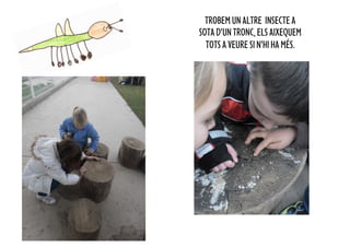 TROBEM UN ALTRE INSECTE A
SOTA D’UN TRONC, ELS AIXEQUEM
  TOTS A VEURE SI N’HI HA MÉS.
 