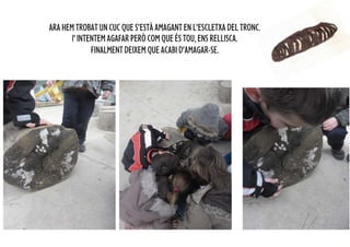 ARA HEM TROBAT UN CUC QUE S’ESTÀ AMAGANT EN L’ESCLETXA DEL TRONC,
       l’ INTENTEM AGAFAR PERÒ COM QUE ÉS TOU, ENS RELLISCA.
              FINALMENT DEIXEM QUE ACABI D’AMAGAR-SE.
 