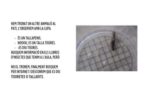 HEM TROBAT UN ALTRE ANIMALÓ AL
PATI, L’OBSERVEM AMB LA LUPA.

   - ÉS UN TALLAPENIS.
   - NOOOO, ES UN TALLA TISORES.
   - -ES DIU TISORES.
BUSQUEM INFORMACIÓ EN ELS LLIBRES
D’INSECTES QUE TENIM A L’AULA, PERÒ

NO EL TROBEM, FINALMENT BUSQUEM
PER INTERNET I DESCOBRIM QUE ES DIU
TISORETES O TALLADITS.
 