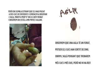 PERÒ ENS SEMBLA ESTRANY QUE ELS HAGI PASSAT
 A DOS CUCS DE DIFERENTS I COMENCEM A OBSERVAR
 L’AULA, MIREM A PROP D’ ON ELS HEM TROBAT
I OBSERVEM UN CISTELL AMB PINYES I AGLANS.




                                                 OBSERVEM QUE UNA AGLÀ TÉ UN FORAT,

                                                 POTSER ELS CUCS HAN SORTIT DE DINS.

                                                 OBRIM L’AGLÀ PENSANT QUE TROBAREM

                                                 MÉS CUCS I MÉS OUS, PERÒ NO HI HA RES!
 