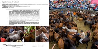30 31
Verán
Verano
Summer
	 Declarada Festa de Interese Turístico Internacional en 2007, A Rapa de Sa-
bucedo, organízase do mesmo xeito dende hai cinco séculos, mantén as súas singulari-
dades, milleiros de visitantes son testemuñas privilexiadas deste rito anual. Suor, esfor-
zo, po e néboa. A madrugada do sábado reúnese a xente para subir ao monte a xuntar
as bestas e comezar a baixa. Traballo para a veciñanza da aldea, pero tamén para os
visitantes que, nesta parte da festa participan de xeito activo nela. Logo dunhas horas
de repouso, celébrase o primeiro dos Curros. O Curro é o momento máis espectacular
pola súa perigosidade. A loita nobre entre o home e o cabalo, non se usan nin cordas
nin varas nin paus.
En Sabucedo só se admite vencer ás bestas nun corpo a corpo cos aloitadores, que
teñen adquirido xeración tras xeración os coñecementos necesarios para acadar o
éxito, inmobilizando ao cabalo, de pé ou no chan, para cortalles as crinas. O domingo
celébrase o segundo curro e o luns o derradeiro.
Os días dedícanse ás bestas, a pasear pola carballeira, e a percorrer o roteiro dos
Muíños de Vesacarballa, ás noites aínda quedan forzas para gozar da festa; comida,
viño e música.
Sabucedo
GPS. 42º 35’ 28.74’’ N 8º 24’ 53.48’’ O
ForcareiA Estrada PO-7001
PO-7002
Rapa das Bestas de Sabucedo
Festa de interese turístico internacional/Fiesta de Interés Turístico Internacional/Festival of International Touristic Interest
Parroquia / Parish: Sabucedo (San Lourenzo)
1º fin de semana de xullo / 1º fin de semana de julio / first weekend of July
Acampada libre / free camping 	 	
 