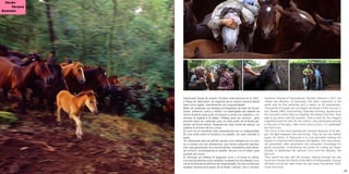 32 33
Declarada Fiesta de Interés Turístico Internacional en el 2007,
A Rapa de Sabucedo, se organiza de la misma manera desde
hace cinco siglos, manteniendo sus singularidades.
Miles de visitantes son testigos privilegiados de este rito anual.
Sudor, esfuerzo, polvo y niebla. La madrugada del sábado se
reúne la gente para subir al bosque a juntar los caballos y co-
menzar la bajada a la aldea. Trabajo para los vecinos , pero
también para los visitantes que, en esta parte de la fiesta par-
ticipan de forma activa. Después de unas horas de reposo, se
celebra el primero de los curros.
El curro es el momento más espectacular por su peligrosidad.
Es una lucha entre el hombre y el caballo, sin usar cuerdas ni
palos.
En Sabucedo sólo se admite vencer a los caballos en un cuer-
po a cuerpo con los aloitadores, que tienen adquirido genera-
ción tras generación los conocimientos necesarios para alcan-
zar el éxito, inmobilizando al caballo, de pie o en el suelo, para
cortarle las crines.
El domingo se celebra el segundo curro y el lunes el último.
Los días se dedican a los caballos, a pasear por la robleda y a re-
correr la Ruta de los Molinos de Vesacarballa. Por las noches aún
quedan fuerzas para gozar de la fiesta: comida, vino y música.
Declared Festival of International Touristic Interest in 2007, the
«Rapa das Bestas» of Sabucedo has been organized in the
same way for five centuries and it keeps up its singularities.
Thousands of people are privileged witnesses of this annual ri-
tual. Sweat, effort, dust and fog. Saturday morning, people go to
the mountain where they put together the beasts and then, they
start to go down with the animals. This is work for the village’s
neighbourhood but also for the visitors, who participate actively
in this part of the party. After some hours of rest, it is celebrated
the first Curro.
The Curro is the most spectacular moment because of its dan-
ger, the fight between man and horse. They do not use neither
ropes nor sticks, in Sabucedo it is only permitted beating the
beasts in a hand-to-hand between the fighters, who have acqui-
red generation after generation the necessary knowledge for
being successful, immobilizing the horse for cutting its mane.
Sunday is celebrated the second Curro and the Monday, the
last one.
They spend the day with the horses, walking through the oak
wood and though the Route of the Mills of Vesacarballa. Energy
still lasts during the night when we can enjoy the parties: food,
music and wine.
Verán
Verano
Summer
 