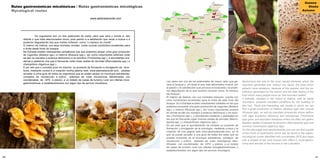 40 41
Rutas gastronómicas micolóxicas / Rutas gastronómicas micológicas
Mycological routes
							 www.aestradaverde.com
	 Os cogumelos son un dos potenciais de maior valor que xera o monte e, sen
dúbida o que máis afeccionados move, pola paixón e a satisfación que xeran a busca e a
posterior degustación dos que moitos coñecen como “o marisco do monte”.
O interior de Galicia, cos seus húmidos montes, conta cunhas condicións excelentes para
o brote deste froito do bosque.
Na Estrada existen interesantes carballeiras nas que podemos atopar unha gran produción
de cogordos (Boletus spp.) e netorra (Russula spp.), así como importantes piñeirais onde
se dan os níscalos (Lactarius deliciosus) e os tortullos (Tricholoma spp.), e abundantes pra-
derías e pasteiros nos que é frecuente coller boas cestas de zarrotas (Macrolepiota spp.) e
champiñóns (Agaricus spp.).
É por isto que o concello puxo en marcha un proxecto de formación e divulgación da mico-
loxía, mediante cursos e a creación dunha páxina web: www.aestradaverde.com, pódese
acceder a unha guía de todos os cogumelos que se poden atopar no municipio estradense,
consellos de recolección e cultivo, ademais de rutas micolóxicas identificadas con
coordenadas de GPS e planos, e un listado de casas de turismo rural con ofertas mico-
gastronómicas, e establecementos con algún tipo de servizo micolóxico.
Sabucedo
A ESTRADA
Torre de Guimarei
Pazo de Oca
Pazo da Mota
Codeseda
Tabeirós
Ouzande
Frades
Callobre
Moreira
S.Pedro de Ancorados
S.Martiño de Riobo
S.Miguel de Castro
Sto.Estevo
de Oca
Loimil
Orazo
Paradela
Santeles
S.pedro
de Toedo
Sta. Cristina de Vea
Sto. Andre
de VeaSta. Mariña
de Barcala
Las setas son uno de los potenciales de mayor valor que ge-
nera el bosque y, sin duda el que más aficionados mueve, por
la pasión y la satisfacción que provoca la búsqueda y la poste-
rior degustación de lo que muchos conocen como “el marisco
del bosque”.
El interior de Galicia, con sus húmedos bosques, cuenta con
unas condiciones excelentes para el brote de este fruto del
bosque. En A Estrada existen interesantes robledas en las que
podemos encontrar una gran producción de cogordos (Boletus
spp.) y netorra (Russula spp.), así como importantes pinares
en donde se dan los níscalos (Lactarius deliciosus) y los tortu-
llos (Tricholoma spp.), y abundantes praderas y pastizales en
las que es frecuente coger buenas cestas de zarrotas (Macro-
lepiota spp.) y champiñones (Agaricus spp.).
Es por esto que el ayuntamiento ha iniciado un proyecto de
formación y divulgación de la micología, mediante cursos y la
creación de una página web www.aestradaverde.com, en la
que se puede acceder a una guía de todas las setas que se
pueden encontrar en el municipio estradense, consejos de
recolección y cultivo, además de rutas micológicas iden-
tificadas con coordenadas de GPS y planos, y un listado
de casas de turismo rural con ofertas micogastronómicas, y
establecimientos con algún tipo de servicio micológico.
Mushrooms are one of the most valued elements which the
mountain generates and, without any doubt, the ones which
attracts more amateurs, because of the passion and the sa-
tisfaction generated by the search and the later tasting of the
food which many people know as “the mountain selfish”.
A Estrada, situated in the inland of Galicia, with its damp
mountains, presents excellent conditions for the budding of
this fruit. There are interesting oak woods in which we can
find a great production of boletus (Boletus spp) and russula
(Russula spp), as well as important pinewoods where saffron
milk caps (Lactarius delicious) and tricholomas (Tricholoma
spp) grow, and abundant meadows where we often can gather
baskets replete of parasol mushrooms (Macropeliota spp) and
common mushrooms (Agaricus spp).
On the web-page www.aestradaverde.com we can find a guide
of the kinds of mushrooms which can be found in the region,
mycological routes identified with coordinates GPS and maps
with a striped of the rural houses with offers in myco-gastro-
nomy and advices of the harvest or the cultivation.
Outono
Otoño
Autumn
 