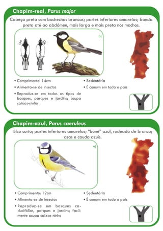 Chapim-real, Parus major
Comprimento: 14cm
Alimenta-se de insectos
Reproduz-se em todos os tipos de
bosques, parques e jardins; ocupa
caixas-ninho
Sedentária
É comum em todo o país
♀♂
Cabeça preta com bochechas brancas; partes inferiores amarelas; banda
preta até ao abdómen, mais larga e mais preta nos machos.
Chapim-azul, Parus caeruleus
Comprimento: 12cm
Alimenta-se de insectos
Reproduz-se em bosques ca-
ducifólios, parques e jardins; facil-
mente ocupa caixas-ninho
Sedentária
É comum em todo o país
Bico curto; partes inferiores amarelas; “boné” azul, rodeado de branco;
asas e cauda azuis.
a)
b)
 
