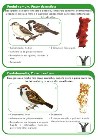 Pardal-comum, Passer domesticus
♀
♂
Comprimento: 14,5cm
Alimenta-se de grãos e sementes
Reproduz-se em quintas, cidades e
vilas
Sedentária
É comum em todo o país
Bico grosso; o macho tem coroa cinzenta, temporais castanho-avermelhados
e babete preto; a fêmea é castanha-acinzentada com risca castanha por
trás do olho.
Pardal-montês, Passer montanus
Bico grosso; o macho tem coroa castanha, babete preto e pinta preta na
bochecha clara; os sexos são semelhantes.
Comprimento: 14cm
Alimenta-se de grãos e sementes
Reproduz-se em bosques e é menos
ligada a habitações humanas,
preferindo zonas agrícolas
Sedentária
É comum em todo o país mas é mais
abundante no norte e centro
b)
b)
 