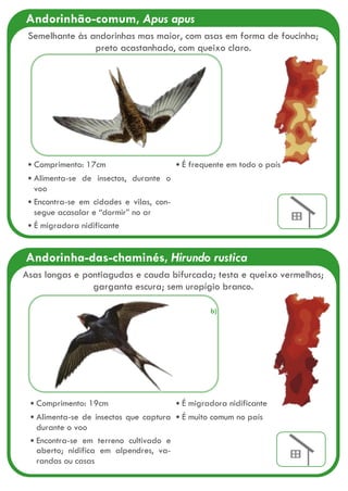 Andorinha-das-chaminés, Hirundo rustica
Comprimento: 19cm
Alimenta-se de insectos que captura
durante o voo
Encontra-se em terreno cultivado e
aberto; nidifica em alpendres, va-
randas ou casas
É migradora nidificante
É muito comum no país
Asas longas e pontiagudas e cauda bifurcada; testa e queixo vermelhos;
garganta escura; sem uropígio branco.
a)
b)
Andorinhão-comum, Apus apus
Comprimento: 17cm
Alimenta-se de insectos, durante o
voo
Encontra-se em cidades e vilas, con-
segue acasalar e “dormir” no ar
É migradora nidificante
É frequente em todo o país
Semelhante às andorinhas mas maior, com asas em forma de foucinha;
preto acastanhado, com queixo claro.
 