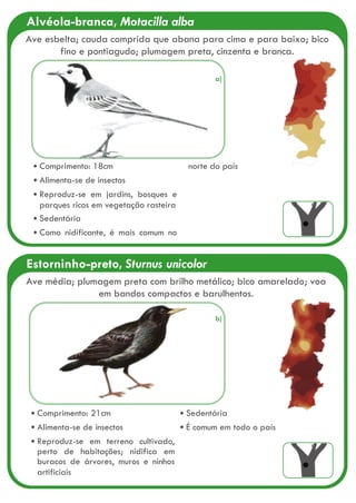 Estorninho-preto, Sturnus unicolor
Comprimento: 21cm
Alimenta-se de insectos
Reproduz-se em terreno cultivado,
perto de habitações; nidifica em
buracos de árvores, muros e ninhos
artificiais
Sedentária
É comum em todo o país
Ave média; plumagem preta com brilho metálico; bico amarelado; voa
em bandos compactos e barulhentos.
Alvéola-branca, Motacilla alba
Comprimento: 18cm
Alimenta-se de insectos
Reproduz-se em jardins, bosques e
parques ricos em vegetação rasteira
Sedentária
Como nidificante, é mais comum no
norte do país
Ave esbelta; cauda comprida que abana para cima e para baixo; bico
fino e pontiagudo; plumagem preta, cinzenta e branca.
a)
b)
 
