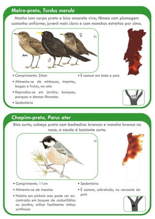 Melro-preto, Turdus merula
♀
♂
Comprimento: 24cm
Alimenta-se de minhocas, insectos,
bagas e frutos, no solo
Reproduz-se em jardins, bosques,
parques e densas florestas
Sedentária
É comum em todo o país
Juv.
Macho com corpo preto e bico amarelo vivo; fêmea com plumagem
castanha uniforme; juvenil mais claro e com manchas estreitas por cima.
Chapim-preto, Parus ater
Comprimento: 11cm
Alimenta-se de insectos
Habita em pinhais mas pode ser en-
contrada em boques de caducifólias
ou jardins; utilize facilmente ninhos
artificiais
Sedentária
É comum, sobretudo, no noroeste do
país
Bico curto; cabeça preta com bochechas brancas e mancha branca na
nuca; a cauda é bastante curta.
a)
b)
 