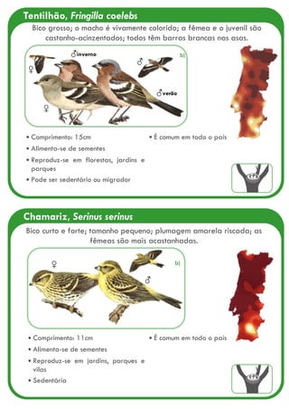Chamariz, Serinus serinus
♀
♂
Comprimento: 11cm
Alimenta-se de sementes
Reproduz-se em jardins, parques e
vilas
Sedentária
É comum em todo o país
Bico curto e forte; tamanho pequeno; plumagem amarela riscada; as
fêmeas são mais acastanhadas.
Tentilhão, Fringilla coelebs
♀
♂verão
♂inverno
♀
♂
Comprimento: 15cm
Alimenta-se de sementes
Reproduz-se em florestas, jardins e
parques
Pode ser sedentário ou migrador
É comum em todo o país
Bico grosso; o macho é vivamente colorido; a fêmea e o juvenil são
castanho-acinzentados; todos têm barras brancas nas asas.
b)
b)
 