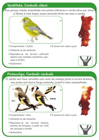 Verdilhão, Carduelis chloris
Comprimento: 14,5cm
Alimenta-se de sementes
Reproduz-se em terreno cultivado
aberto com manchas arbustivas, par-
ques e jardins
Sedentária
É comum em todo o país
Bico grosso; macho amarelado nas partes inferiores e verde-oliva por cima;
a fêmea é mais baça; zonas amarelo-forte nas asas e cauda.
Pintassilgo, Carduelis carduelis
Juv.
Adulto
Comprimento: 14cm
Alimenta-se de sementes
Reproduz-se em terreno aberto,
bordas de bosques, e pode ser vista
em parques e jardins
Sedentária
É comum em todo o país
O adulto tem face vermelha com resto da cabeça preta e arvore branca;
asa preta com barra larga amarela; juvenil é mais acastanhado.
a)
b)
 