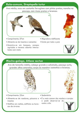 Rola-comum, Streptopelia turtur
Ave média; asas em castanho ferrugíneo com pintas pretas; mancha no
pescoço, com riscas pretas e brancas.
Comprimento: 27cm
Alimenta-se de insectos e sementes
Encontra-se em bosques, campos
agrícolas e terenos abertos interca-
lados com mata
Migradora nidificante
Existe por todo o país
Mocho-galego, Athene noctua
Comprimento: 23cm
Alimenta-se de roedores, pássaros e
insectos
Nidifica em rochas, edifícios ou bura-
cos de árvores
Sedentária
É a mais comum dos mochos e corujas
e pode observar-se du-
rante o dia
Ave de tamanho médio; cabeça grande e achatada, pescoço curto,
grandes olhos amarelos; corpo às manchas castanhas e brancas.
a)
b)
 