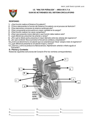 PROF. JOSÉ ÑAHUI QUISPE 2016
I.E. “WALTER PEÑALOZA” – AREA DE C.T.A.
GUIA DE ACTIVIDADES DEL SISTEMACIRCULATORIO
RESPONDE:
1) ¿Qué función realiza el Sistema Circulatorio?
2) ¿Cómo relacionarías la función del Sistema Circulatorio con el proceso de Nutrición?
3) ¿Qué elementos componen al sistema cardiovascular?
4) ¿Qué componente se encuentra en mayor cantidad en la sangre?
5) ¿Qué función realizan los vasos sanguíneos?
6) ¿Qué vaso presenta menor diámetro y qué función debe realizar este?
7) ¿qué diferencias presentan las arterias y venas?
8) ¿Por qué la Arteria aorta presenta el mayor diámetro entre las arterias del organismo?
9) ¿En qué condición física aumenta la frecuencia cardíaca y respiratoria?
10) ¿Cómo se denomina la circulación que se caracterizapor llevar sangre a todo el organismo?
11) ¿qué diferencia presenta la circulación mayor y menor?
12) ¿Qué es y cómo se produce la Aterosclerosis, Hipertensión arterial e infarto agudo al
miocardio?
II.- Piensa y Contesta:
Rotula las siguientes estructuras del Corazón (Pon los nombres correspondientes)
1
5 2
6
3
7
4
8
1.- _________________________ 2.-______________________ 3.-______________________
4.-_________________________ 5.-______________________ 6.-______________________
7.-_________________________ 8.-______________________
 